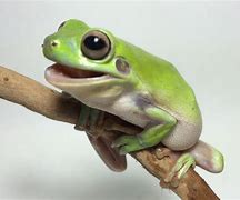 Image result for Green Tree Frog Pet