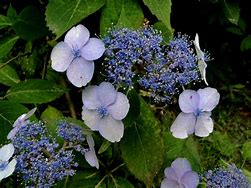 Image result for Blue Lace Hydrangea