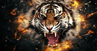 Image result for Cool Phone Wallpapers of Tigers