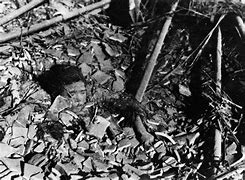 Image result for World War II Dead Bodies