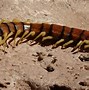 Image result for Giant Centipede Carboniferous