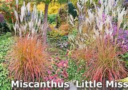 Image result for 1 Gallon - Little Miss Grass - A Colorful Ornamental Grass For Colder Climates, Outdoor Plant