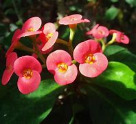Image result for Euphorbia Milii