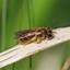 Image result for Sweat Bee