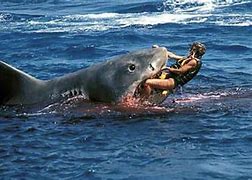 Image result for Shark Attack Australia Death