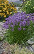 Image result for Low Border Perennials