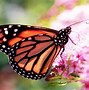 Image result for Pretty Butterfly