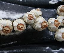 Image result for Humpback Whale Barnacles