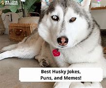 Image result for Pun Husky Meme