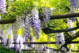 Image result for How to Prune Wisteria