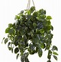 Image result for Hanging Greenery in Tent