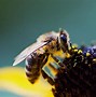 Image result for Bee Wallpaper Vertiical