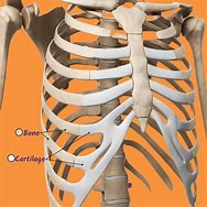 Image result for Rib Cage Body