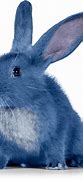 Image result for Blue Bunny Ice Cream Novelties
