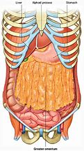 Image result for Greater Omentum