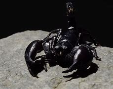Image result for 4K Black Background Spider Scorpion