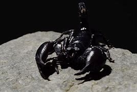 Image result for Scorpion Animal Wallpaper 4K
