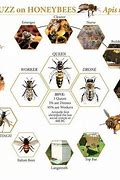 Image result for Honey Bee Names