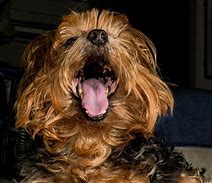 Image result for Dog Coughing