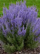 Image result for Denim 'N Lace Russian Sage - 1 Container
