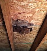 Image result for Wet Attic Mold
