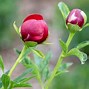 Image result for Red Charm Peonies