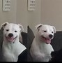 Image result for Dog with Big Teeth Smile