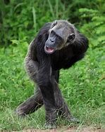 Image result for Ebola Chimpanzee