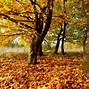Image result for Fall 1920X1080 HD Wallpapers Only