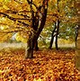 Image result for 1920X1080 Fall Wallpaper
