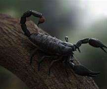 Image result for Scorpion Wallpaper HD Desktop
