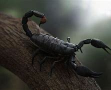 Image result for Scorpion Wallpapers Animal