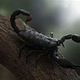 Image result for Scorpion Art 1920X1080 HD Wallpapers