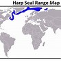 Image result for Types Species of Seals
