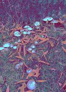 Image result for Psychedelic Shrooms