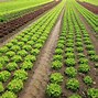 Image result for Beautiful Agriculture Sights