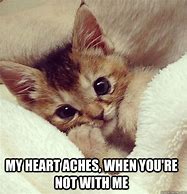 Image result for Cute Love Funny Cat Meme