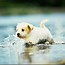 Image result for cutest puppy