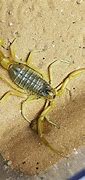 Image result for Deathstalker Scorpion