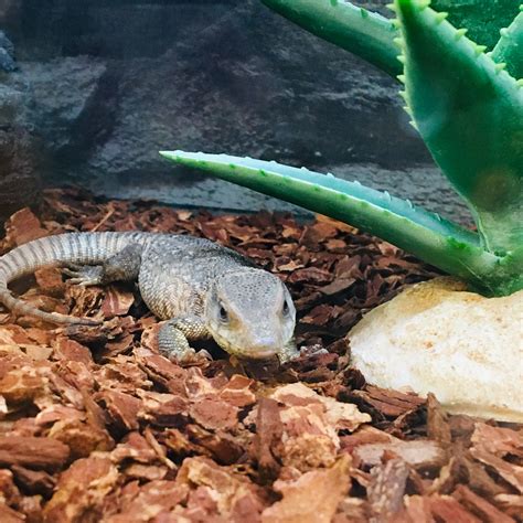 Does Petco Take Unwanted Reptiles   TERELET