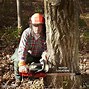 Image result for How to Cut a Leaning Tree for Directional Fall
