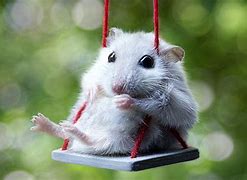 Image result for Silly Mouse