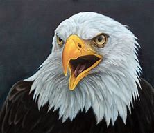 Image result for Bald Eagle Pics for Painting