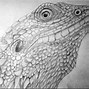 Image result for Cute Bearded Dragon Drawings