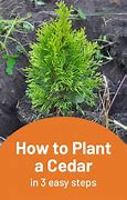 Image result for How to Plant Cedar Trees