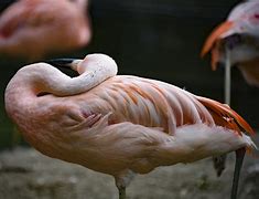 Image result for Olivia Newton-John Flamingo