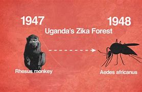 Image result for Zika Virus Monkey