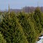 Image result for Real Potted Christmas Trees Near Me