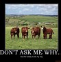 Image result for Funny Cow Joke Memes