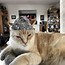 Image result for Tin Foil Hat Cat